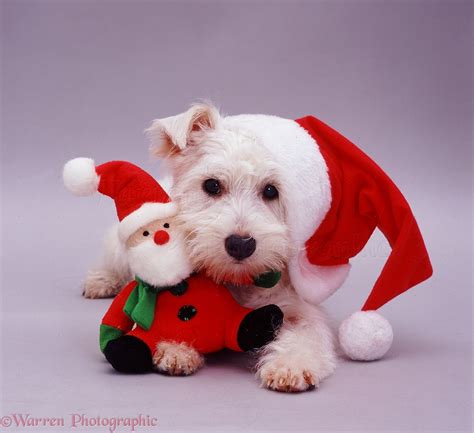 Dog: Westie in a Christmas hat photo WP08457