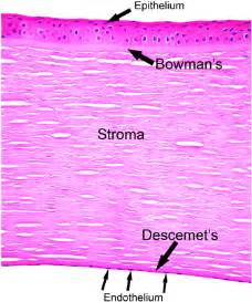 H&E showing a normal cornea. The cornea has five layers. The surface ...