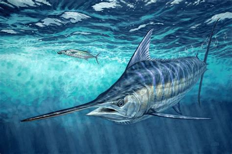 underwater blue marlin art Don Ray marine fishing artist | Marine fish ...