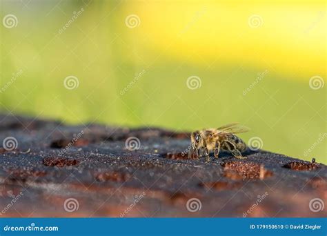 Honey Bee Macro Photography Stock Photo - Image of closeup, tree: 179150610