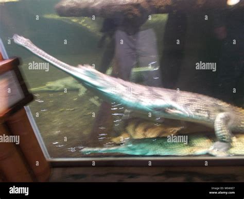 Gharials hi-res stock photography and images - Alamy