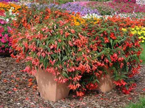 Begonia boliviensis - World of Flowering Plants