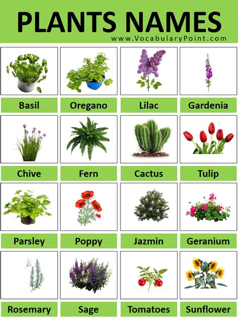 Beautiful Desert Plants With Names