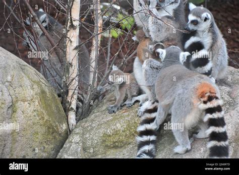 The animals of the zoo of Skansen Stock Photo - Alamy