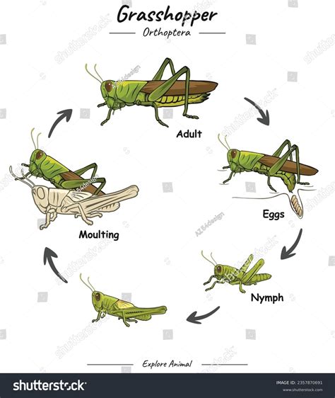 624 Life Cycle Grasshopper Images, Stock Photos, and Vectors | Shutterstock