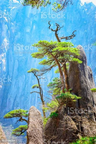 Huangshan Pine Trees Stock Photo - Download Image Now - Above ...