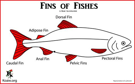 Fins of Fishes — Koaw Nature