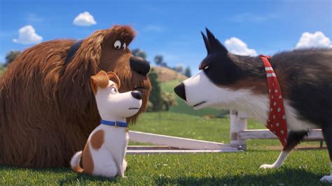 The Secret Life of Pets 2 movie review: Kids-only affair | The Advertiser