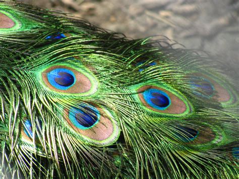 File:Peacock feathers closeup.jpg - Wikipedia