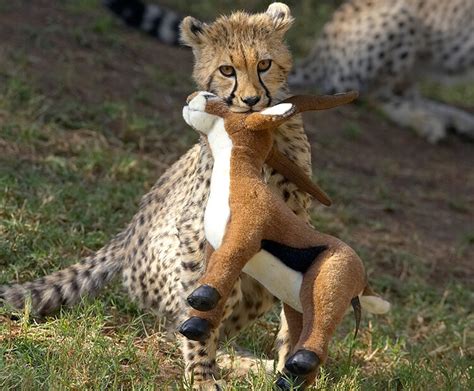 Speedy spots | San Diego Zoo Wildlife Explorers