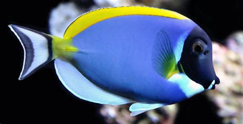 Surgeonfish – Fish Breeds – Information and pictures of saltwater and ...