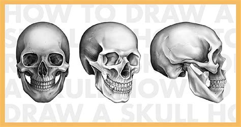 Easy Human Skull Drawing