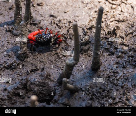 Mangrove Crab High Resolution Stock Photography and Images - Alamy