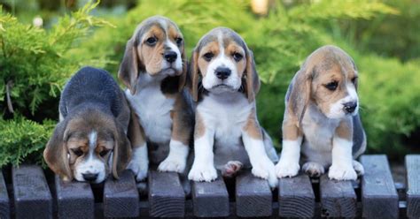 Beagle Growth Chart & Size Chart | How Big Do Beagles Get