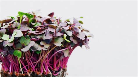 Know About Microcreens | Supple Agro Microgreens | Types & Uses