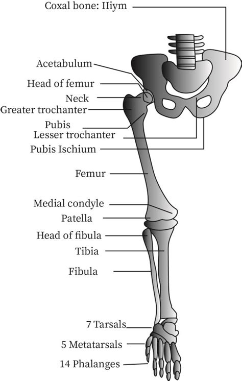 Types Of Joints | bartleby