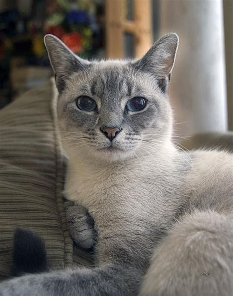 Ahhh...I had this beautiful Blue Point Siamese name Kiddo in my younger ...