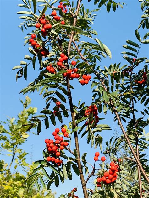 Rowan tree / Mountain ash (Sorbus aucuparia) 2.5m - 3m - Cotswold Trees