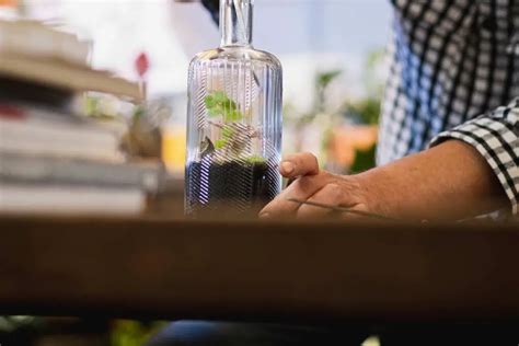 Carnivorous Plant Terrarium: A Step-by-Step Guide