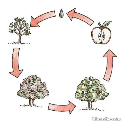 Ciclo de vida de las plantas | BIOPEDIA