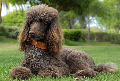 Standard Poodle - Personality - Height - Weight - Health Concerns