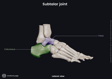 Subtalar joint | Encyclopedia | Anatomy.app | Learn anatomy | 3D models ...