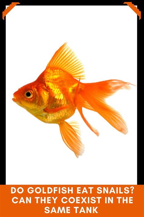 Do Goldfish Eat Snails? Can They Coexist In The Same Tank | Fantail ...