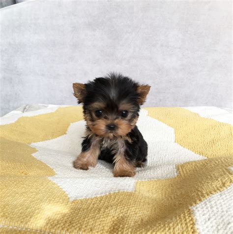 Micro Teacup Yorkie Puppy for sale | iHeartTeacups