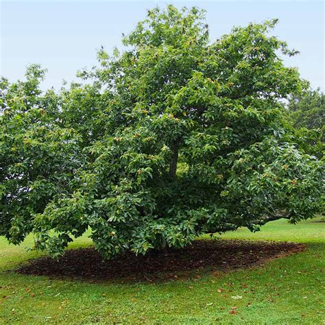 Chinese Chestnut Trees for Sale | BrighterBlooms.com