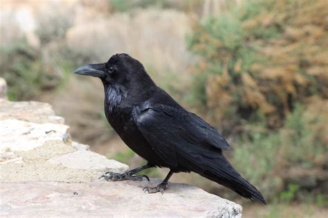 How to Identify a Common Raven - Birds and Blooms