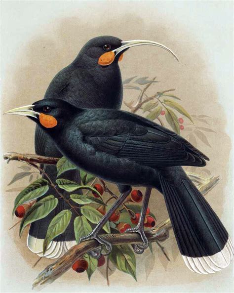 Flying away: New Zealand’s extinct birds – Nik Dirga