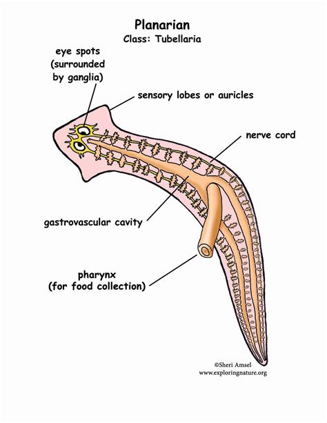 Planaria Diagram Cross Section