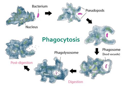 Nutrition In Amoeba