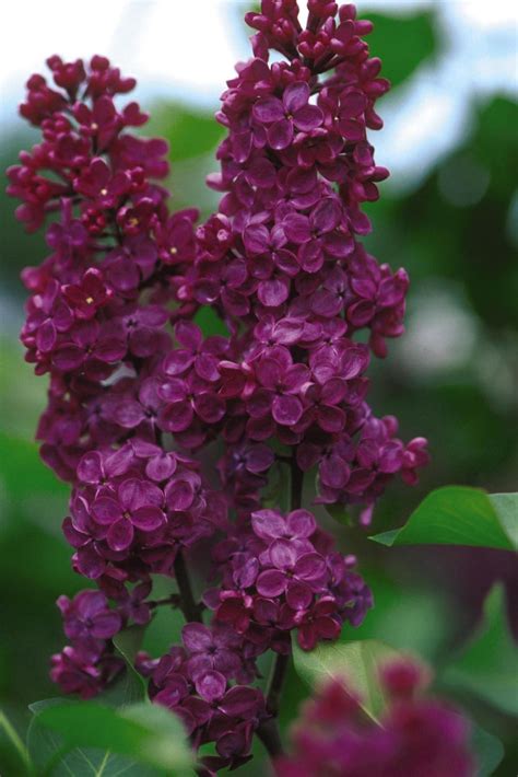 18 Lilac Varieties | HGTV