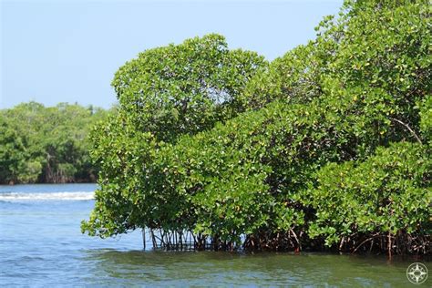 Best-Kept Secret: Caladesi Island State Park (Florida) - Happier Place