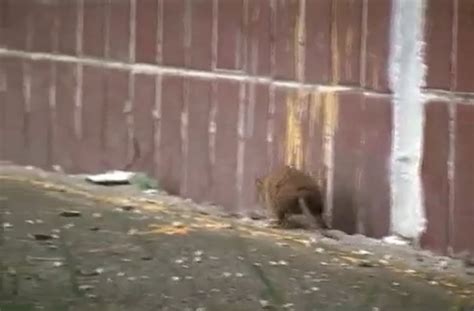 Courageous rat fights off four cats.