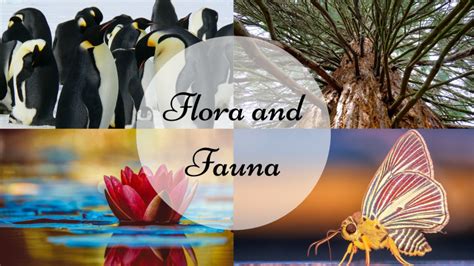 Flora And Fauna: Definition And Examples - Science Trends