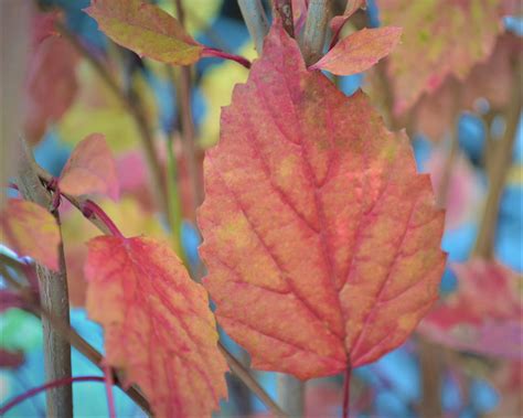 Blue Muffin Viburnum ® - Next Generation Landscape Nursery