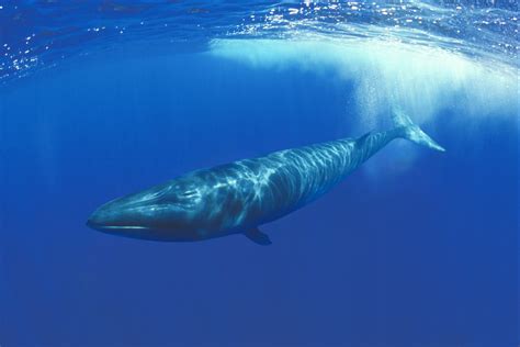 Sei Whale | Species | WWF