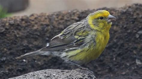 Atlantic Canary | The Animal Facts | Appearance, Diet, Habitat, Lifespan