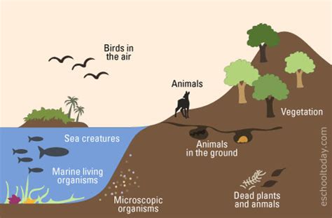 What is the Biosphere in the Earth System? | Eschooltoday