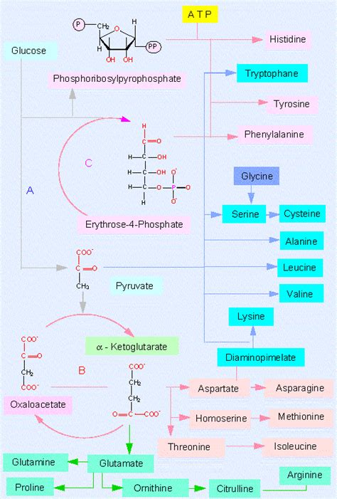 LON-CAPA Botany online: Basic Metabolism - Biosyntheses - Amino Acids