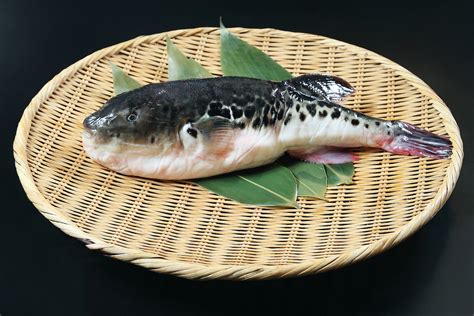 Fugu fish preparation - garetpp