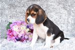 Beaglier Puppies for Sale from Reputable Dog Breeders