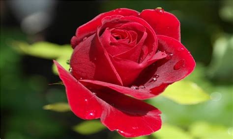 गुलाब के फूल के फायदे: Gulab Ke Phool Ke Fayde | Benefits of rose ...