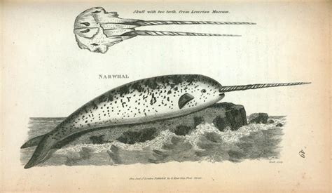 Narwhal; Skull with two teeth (from Leverian Museum). - NYPL Digital ...