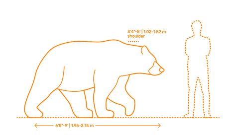 Kodiak Bear (Ursus arctos middendorffi) Dimensions & Drawings ...