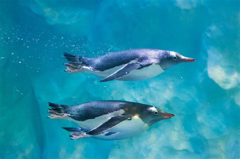 Two of the Gentoo penguins have a swim at National Sea Life Centre in ...