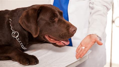 Metronidazole for Dogs: Uses, Dosage, and Side Effects | Pawlicy Advisor