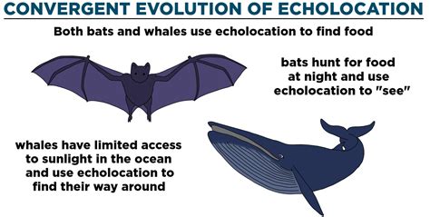 Convergent Evolution — Definition & Examples - Expii